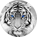 Gheorghe Stingu profile picture